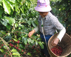 Introduction to Chinese Coffee Plantation: exploring the Secret Coffee Plantation in Yunnan to decipher the Magic Fruit