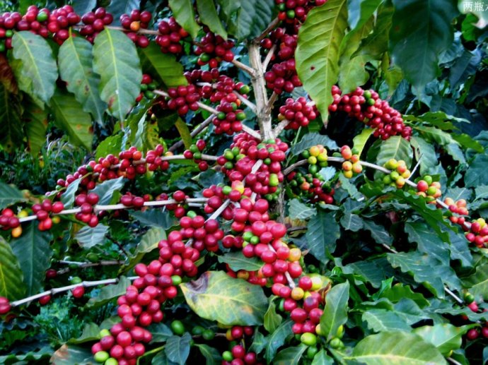 Introduction of World Fine Coffee: analysis and introduction of production problems of Yunnan Coffee and Fine Coffee