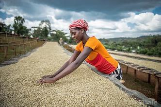 World Fine Coffee Beans: Ethiopia Yejia Shefei G1 Gedeb Green Beans Description