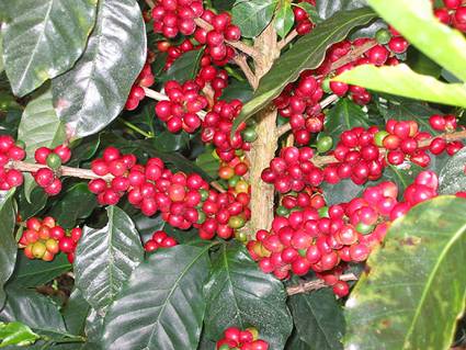 World Fine Coffee beans: a detailed introduction of rare Coffee beans