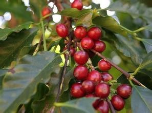 Indonesia Manning Coffee latest Coffee introduction and details