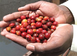 Introduction to boutique coffee manor: a secret discussion on the pure taste of coffee in the Blue Mountains of Jamaica