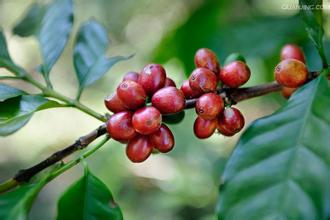 Boutique Coffee Manor introduction: a detailed introduction of coffee beans in El Salvador coffee producing areas