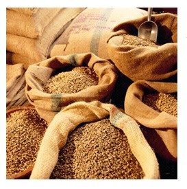 World boutique coffee farm beans: full-bodied and lively movement of Mantenin in Sumatra, Indonesia