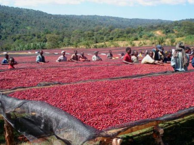 Introduction to World Coffee knowledge: details of the Red Cherry Project (OCR)