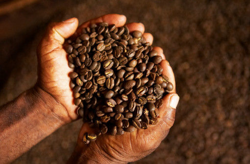 World Coffee boutique Manor: introduction of Blue Mountain Coffee beans in Jamaica Jamaica