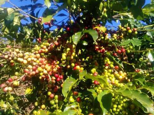 World boutique coffee beans: introduction to the classification of Zimbabwe ((Zimbabwe) Zimbabwe) coffee beans