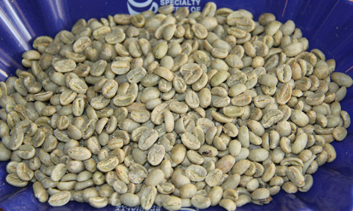 World Fine Coffee Beans: Ethiopia Pica Forest G2 Washed Arabica Introduction