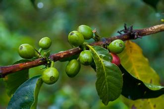 Boutique Coffee Manor in the World: introduction to Papua New Guinea Papua New Guinea