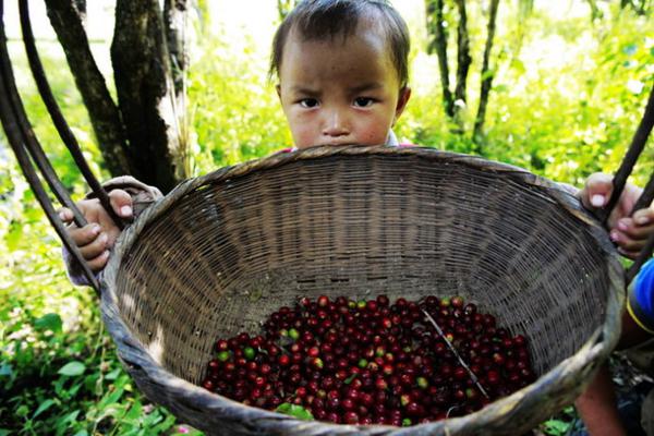 Yunnan Coffee Information: I went to Yunnan and found a magical village full of coffee!