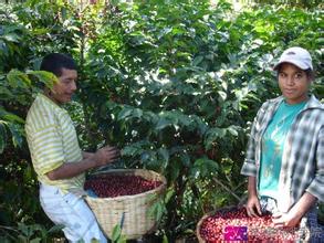 World Coffee Manor El Finca Loma La Gloria La Gloria. Introduction to the manor