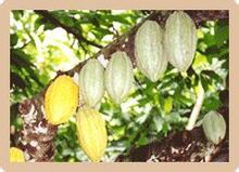 Coffee bean varieties: the historical cause and classification of cocoa bean varieties are explained in detail.
