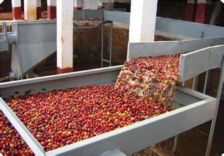 The processing methods of coffee beans: an introduction to the specific operation of semi-washing, washing and drying.