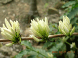 A detailed analysis of the whole process of a coffee from coffee seed to coffee tree and then to coffee bean picking