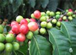 What is the structural stratification of coffee fruit? Is it true that there are five floors from the inside out?