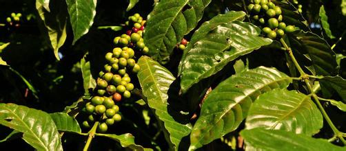 High-quality coffee beans from Haiti in the Americas are characterized by full-grained, mild taste and rich flavor.