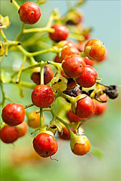 Martinique coffee beans witness the whole process of coffee from survival to extinction