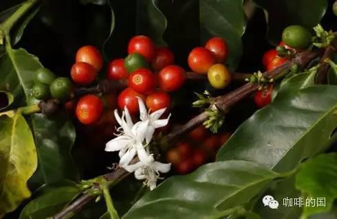 Panamanian national coffee beans in America have unique 
