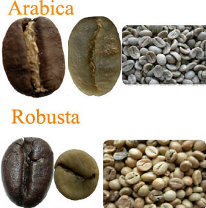 Let's talk about the benefits and characteristics of robusta coffee beans that you've never known before.