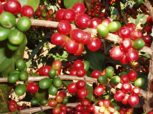 Coffee tree, coffee flower, coffee fruit detailed introduction to understand the growth process of coffee beans