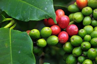 Tanzania coffee beans in Africa have the characteristics of soft acidity and attractive aroma.