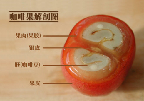 The beautiful red fruit of coffee knowledge the layered diagram of coffee fruit and the detailed introduction of the text.