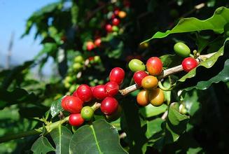 The difference between the three native species of coffee and the introduction of Arabica and Robusta