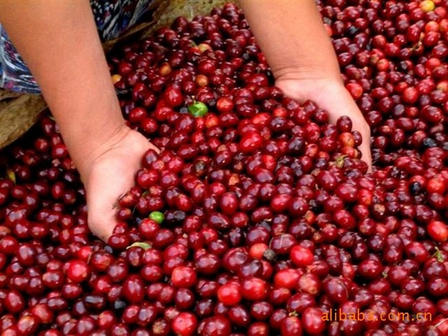 The evolution of coffee from fruit to raw beans to understand the change process of coffee beans