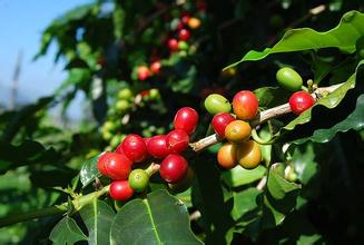 How much does it cost to grow an acre of coffee? how does it grow and evolve?