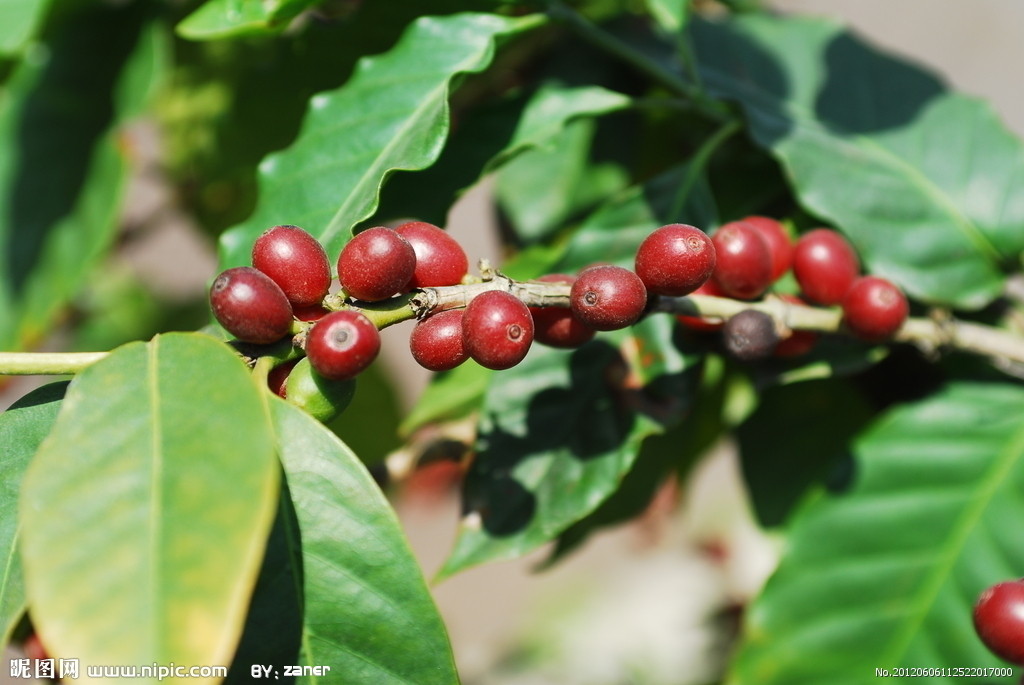 How long will it take for coffee to be planted before it can be harvested? The harvest from coffee tree planting to coffee beans is long.