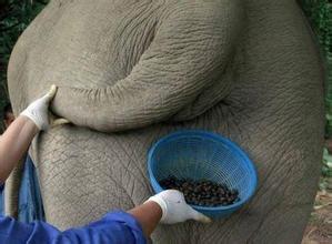 Meow poop coffee has been OUT, have a cup of coffee like poop! Kopi Luwak and Elephant shit Coffee