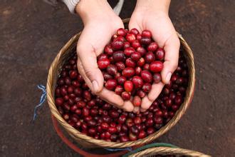 Distinguishing coffee beans and the grading of coffee beans teaches you how to distinguish coffee beans.