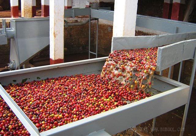 The treatment method of Coffee Fruit-- the introduction of Water washing method and the difference between Water washing method and Solar method