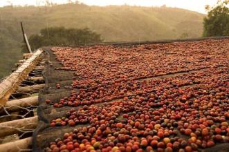 The treatment method of Coffee Fruit-- the introduction of Solar method and its difference from Water washing method