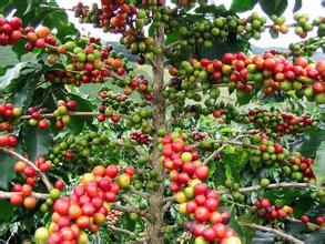 A brief understanding of the varieties of coffee trees, a detailed analysis of the classification of coffee trees.