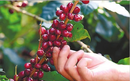 Simao coffee beans in Yunnan coffee producing area of China have moderate acidity and taste characteristics.