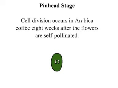 Detailed analysis of the specific changes in the ripening process of coffee beans by diagrams of the growth and ripening process of coffee beans