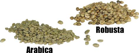 The difference between Arabica and Robusta the characteristics and price introduction of Arabica and Robusta