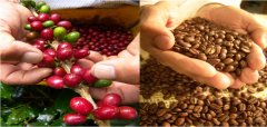 Classification of Colombian boutique coffee beans characteristics, taste and brand of Colombian coffee beans