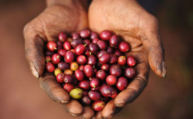 Harvest time of coffee fruit explain the month of harvest time and picking of coffee fruit according to equator classification