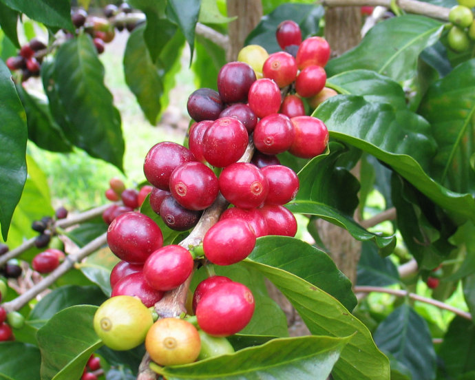 The process of Coffee Fruit from seed to growth to Post-harvest treatment Analysis of layered Anatomy of Coffee Bean