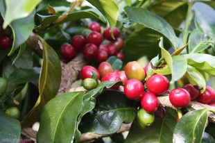 Tanzania coffee bean varieties Tanzania boutique coffee bean varieties SC3, SC11 and SC14