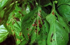 Coffee leaf rust has a great effect on the quality of coffee how to prevent the occurrence of leaf rust correctly
