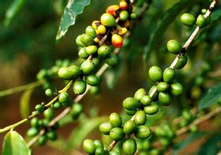 Introduction to the characteristic flavor of four forms of Ethiopian coffee beans grown and produced in Ethiopia coffee