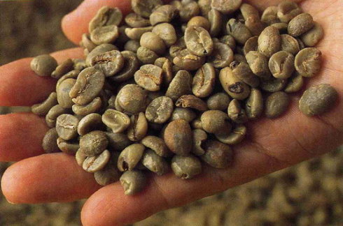 The importance of hand-selected coffee beans the quality of hand-selected coffee raw beans reduces the chance of defective beans