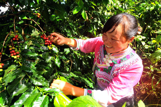 Opening of the Fifth China Mangshi (International) Coffee Culture Festival