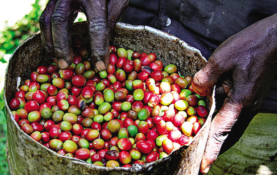 Delicious exotic African coffee African specialty coffee Taste African specialty coffee Taste characteristics