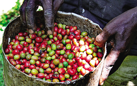 The taste and flavor of the wonderful and unique African boutique coffee are becoming more and more popular.