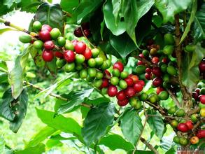 Growth conditions and excellent quality of Baoshan Coffee