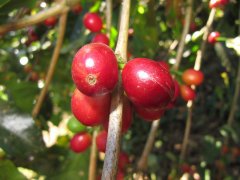 The characteristics of coffee berries and the process of their formation. What is the coffee flower?